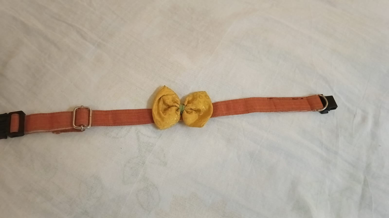 Orange base - Yellow bow Occassion Wear Collar