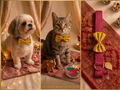 Pink base - Yellow bow Occassion wear collar