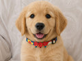Rainbow Collar with flowers and bells