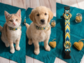 Sunshine Collar